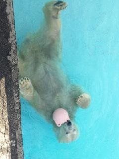 本日のキロル君