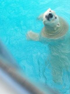 昨日のキロル君