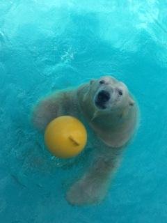 本日のキロル君