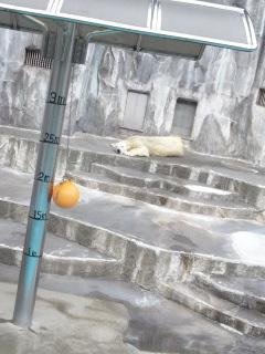 昨日のキロル君