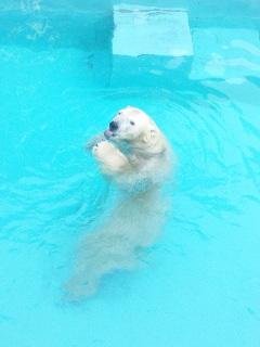 本日のキロル君