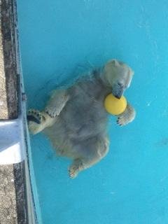 本日のキロル君