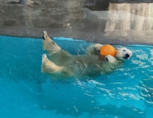 本日のキロル君