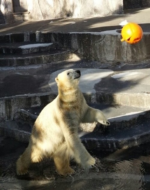 キロル君が頑張って