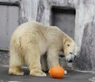 キロル君の帰宅風景ー２