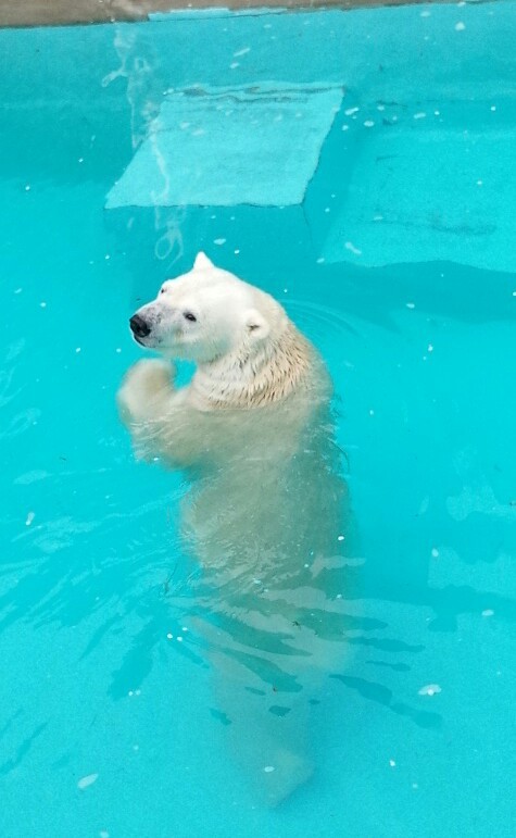 本日のキロル君20150406-4