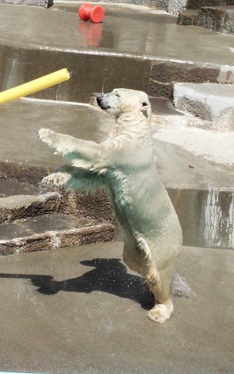 幸せの黄色い