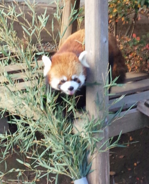 浜松市動物園のイケメン