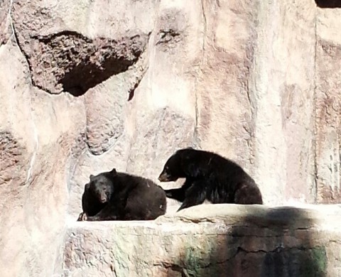 初浜松市動物園その2