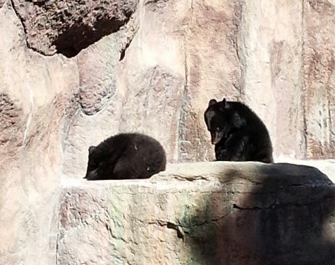 初浜松市動物園その3