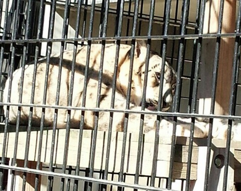 初浜松市動物園その5