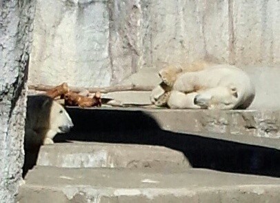 初浜松市動物園その6