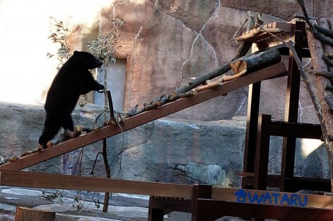 初浜松市動物園その7
