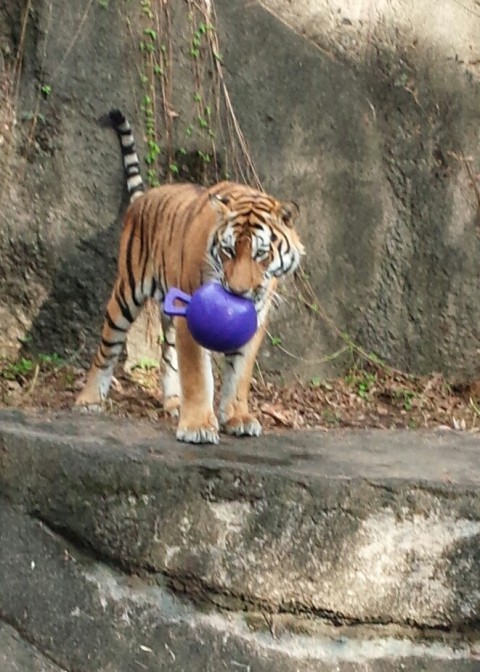 がんばれ!!　テンちゃん