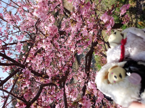 桜と菜の花