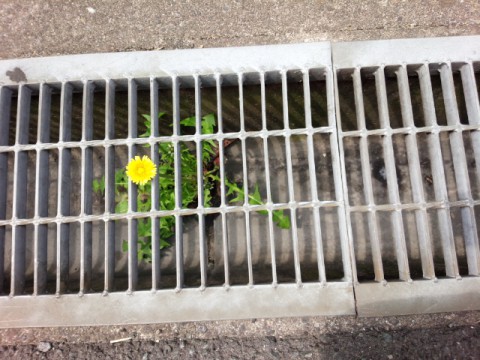 ど根性な