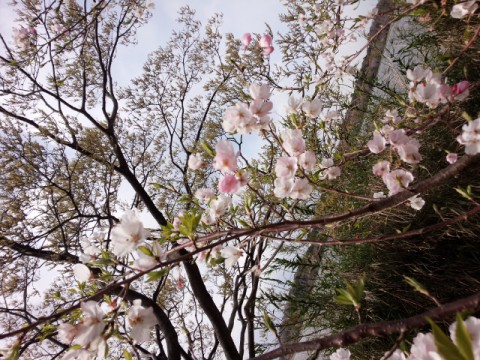 お花見
