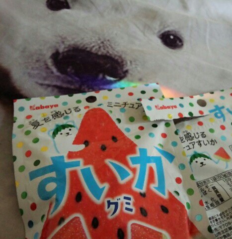ホッキョクグマは何故か