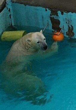キロル君とりんご