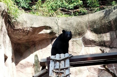 ツキノワグマの