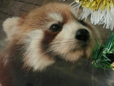 部分日食