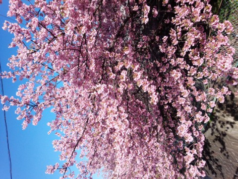 河津桜　満開