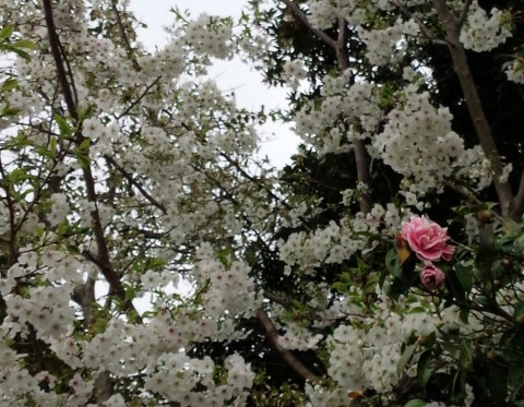 曇り空の下の桜