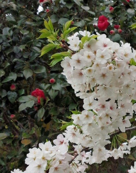 椿と桜