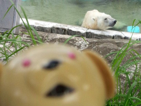 サスカッチくん