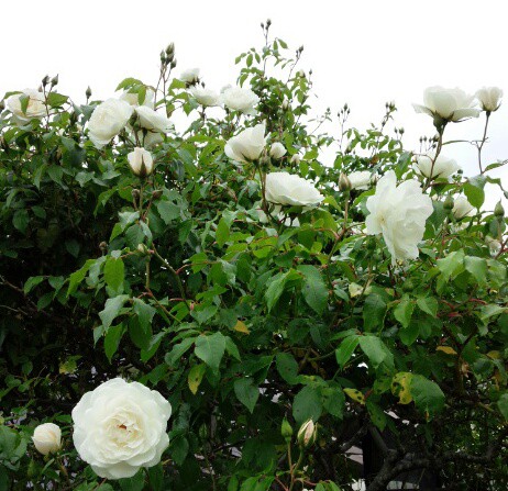 白薔薇