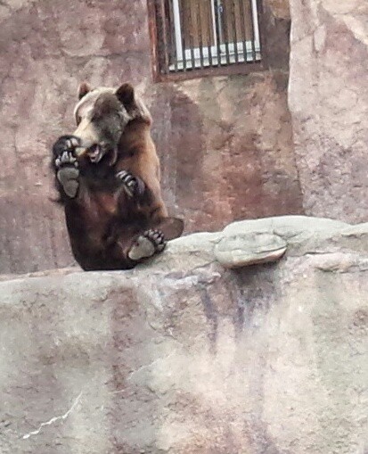 コロナのせいで動物園行きバスが
