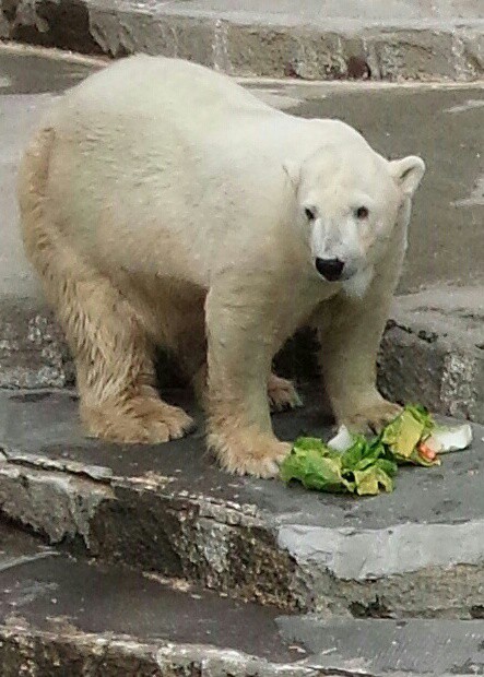 昨日のホッキョクグマ母仔　20201016