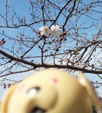桜が咲くと雨