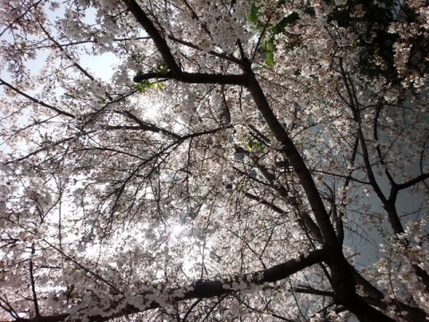 花吹雪
