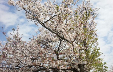 桜散らしの雨