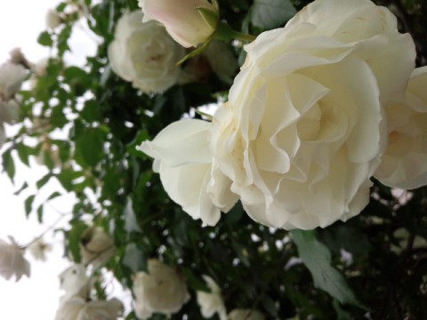 薔薇も麗しく