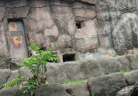 三匹と一匹
