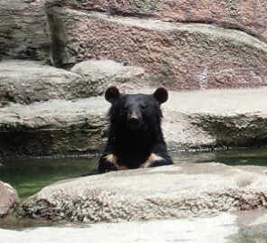浜松市動物園のクマたち　20210518