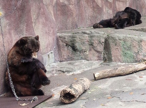 考えるクマと