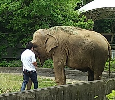 暑すぎて動物園に行けませんが