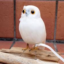 PUEBCO BIRDS