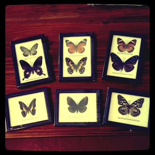 BUTTERFLY FRAME