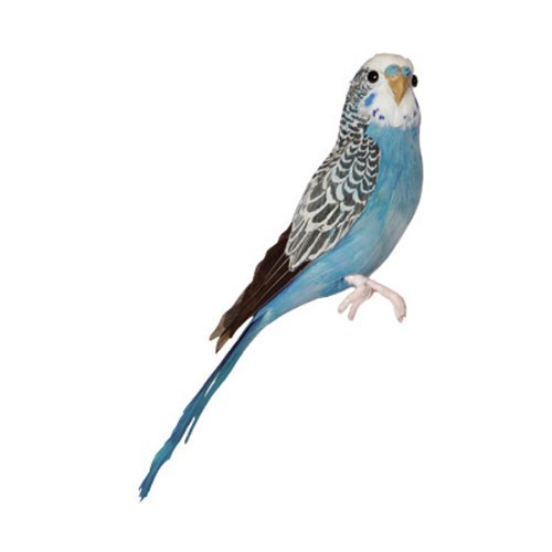 青インコ