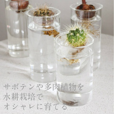 オシャレに水耕栽培