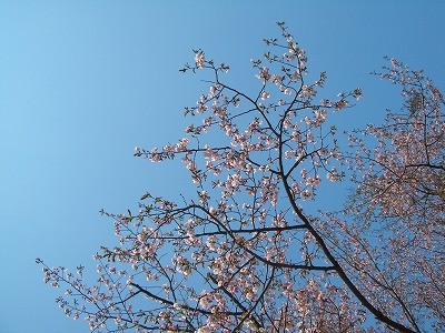 むらむらむらあず お花見♪