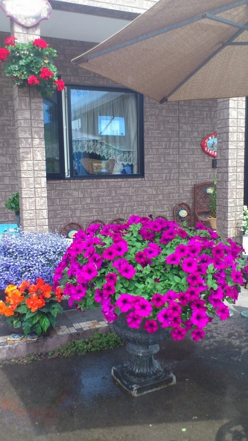 今朝のお花さん達の様子♪