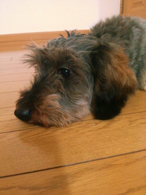 お代はこれでもいいですか?