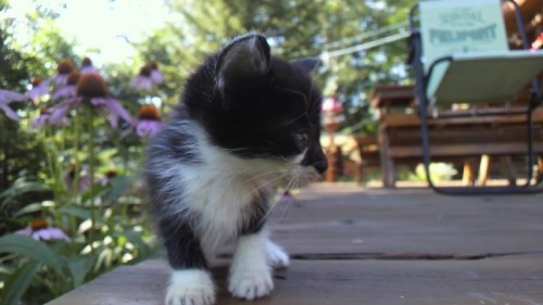 Wildな子猫たち2