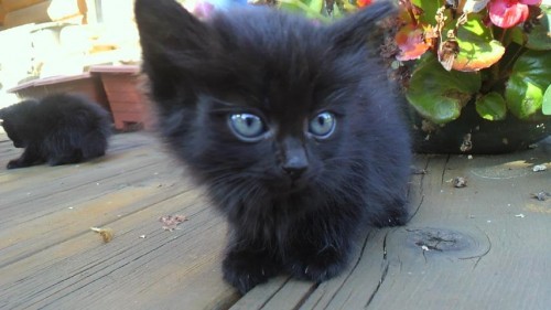 Wildな仔猫たち~そして誰もいなくなった。