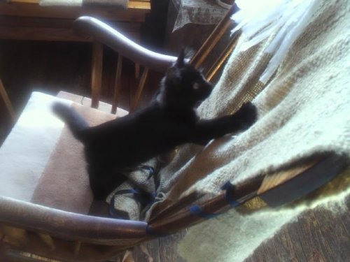 wildな子猫たち~ワイルドだぜ~?